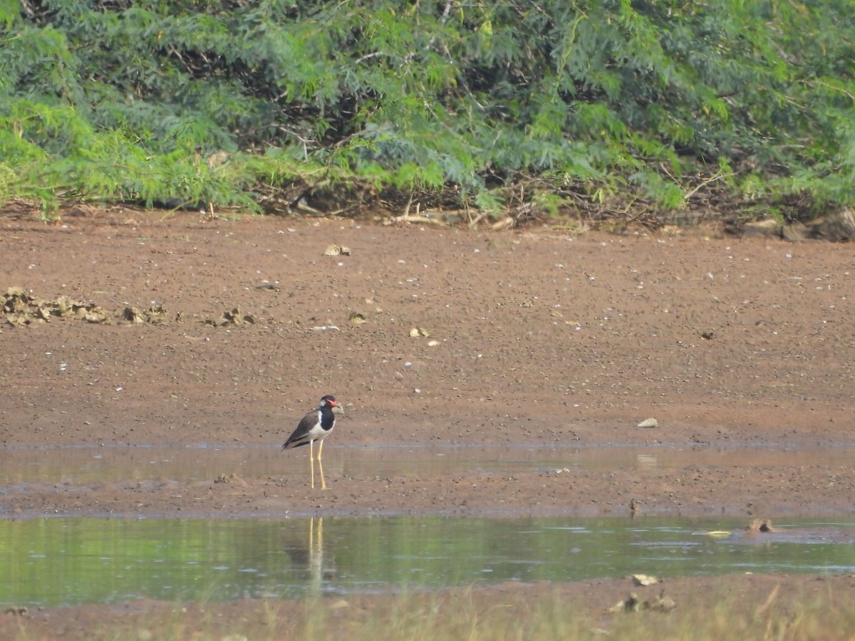 Red-wattled Lapwing - ML620479497