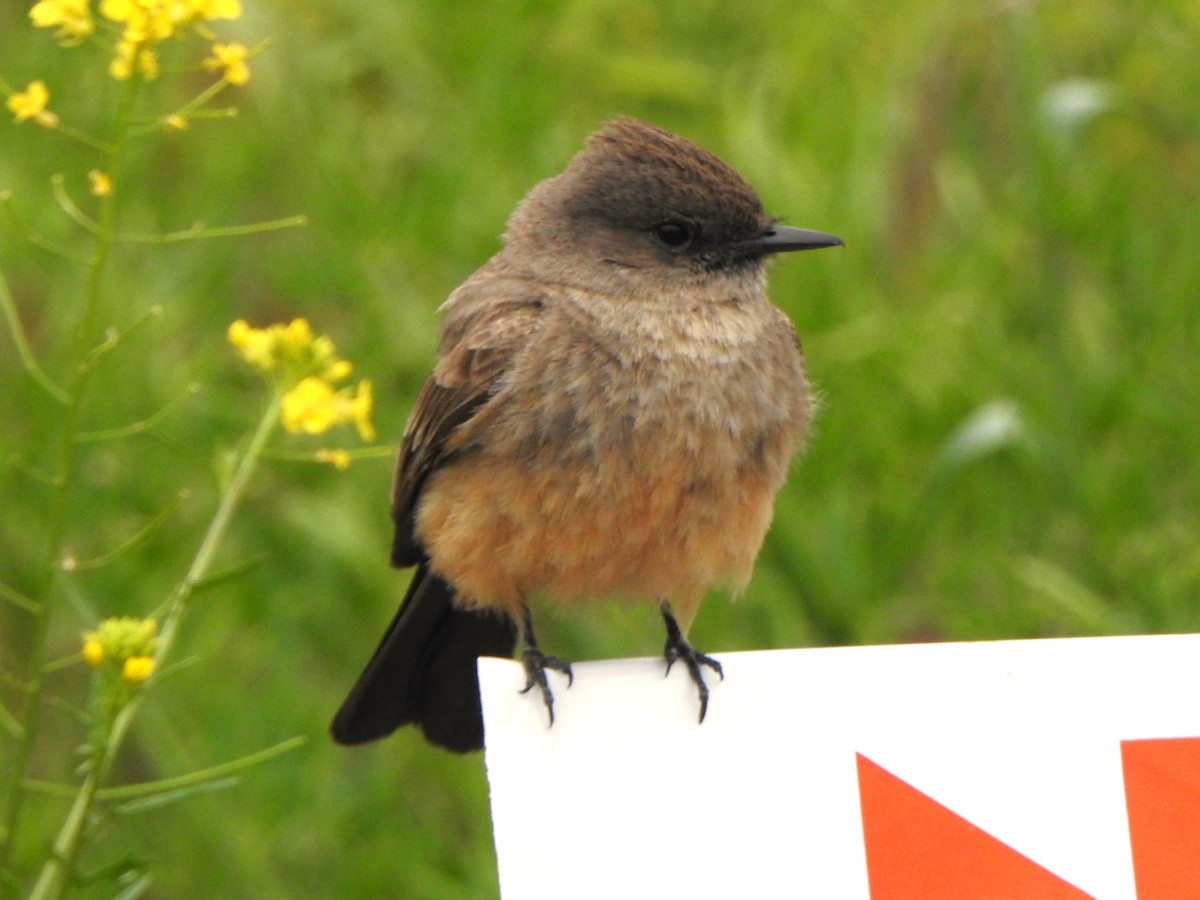 Say's Phoebe - ML620479498