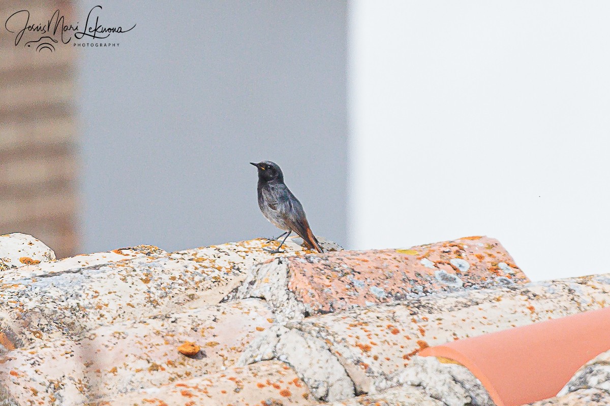 Black Redstart - ML620479501