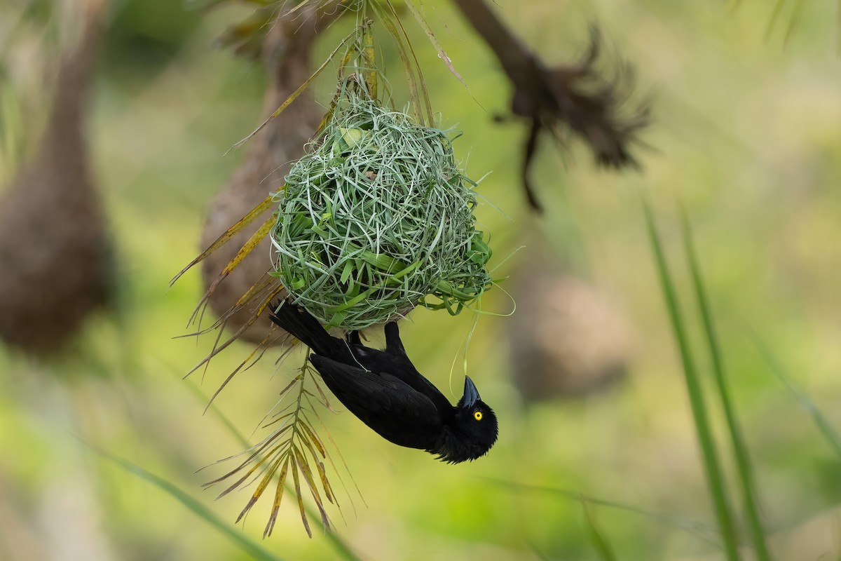 Vieillot's Black Weaver - ML620479502