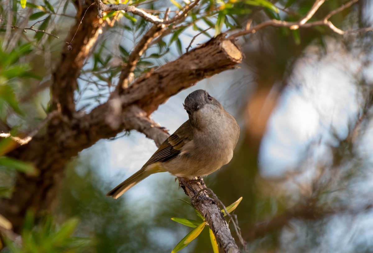 Golden Whistler - ML620479504