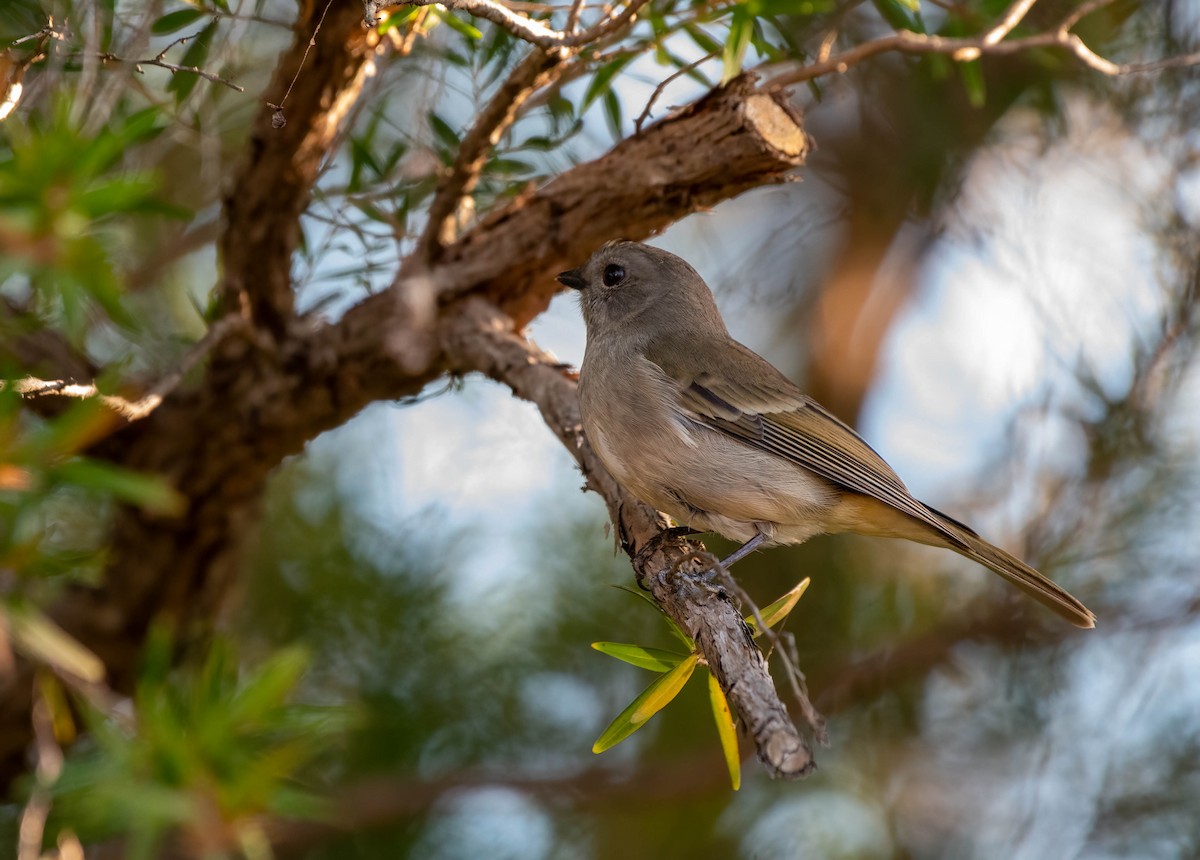 Golden Whistler - ML620479505