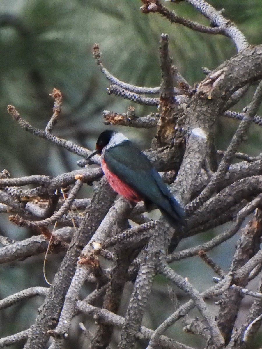 Lewis's Woodpecker - ML620479512