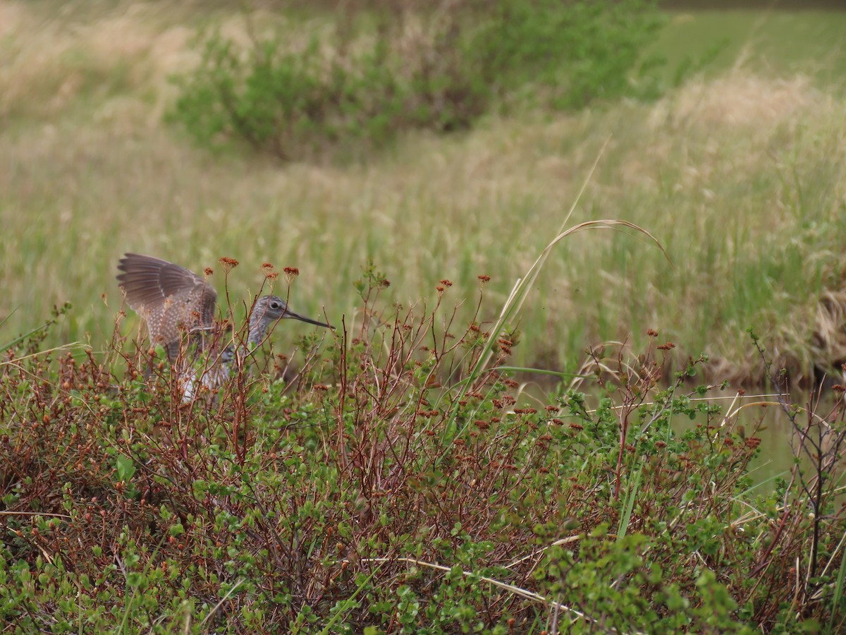 Greater Yellowlegs - ML620479513