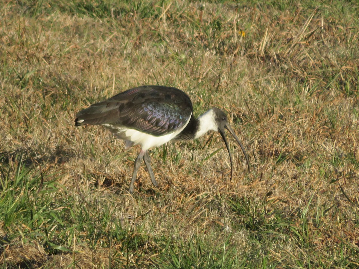 Ibis d'Australie - ML620479516