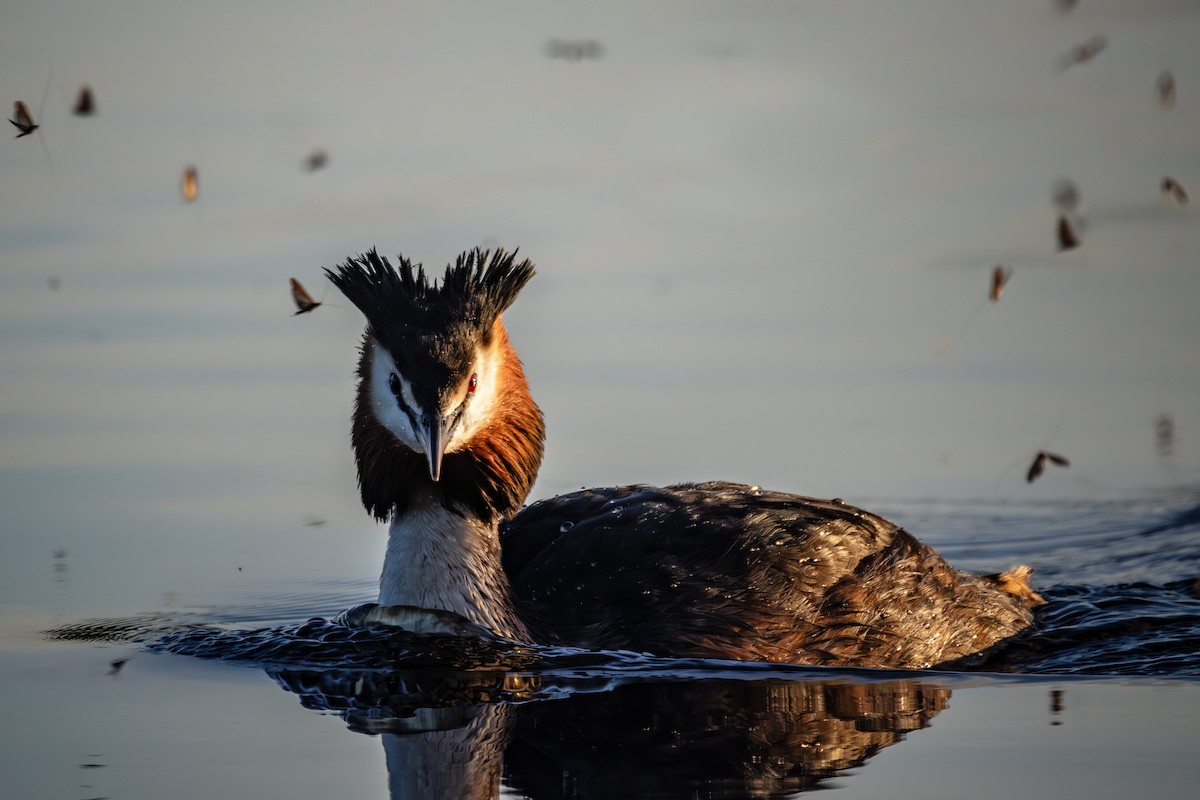 Great Crested Grebe - ML620479519