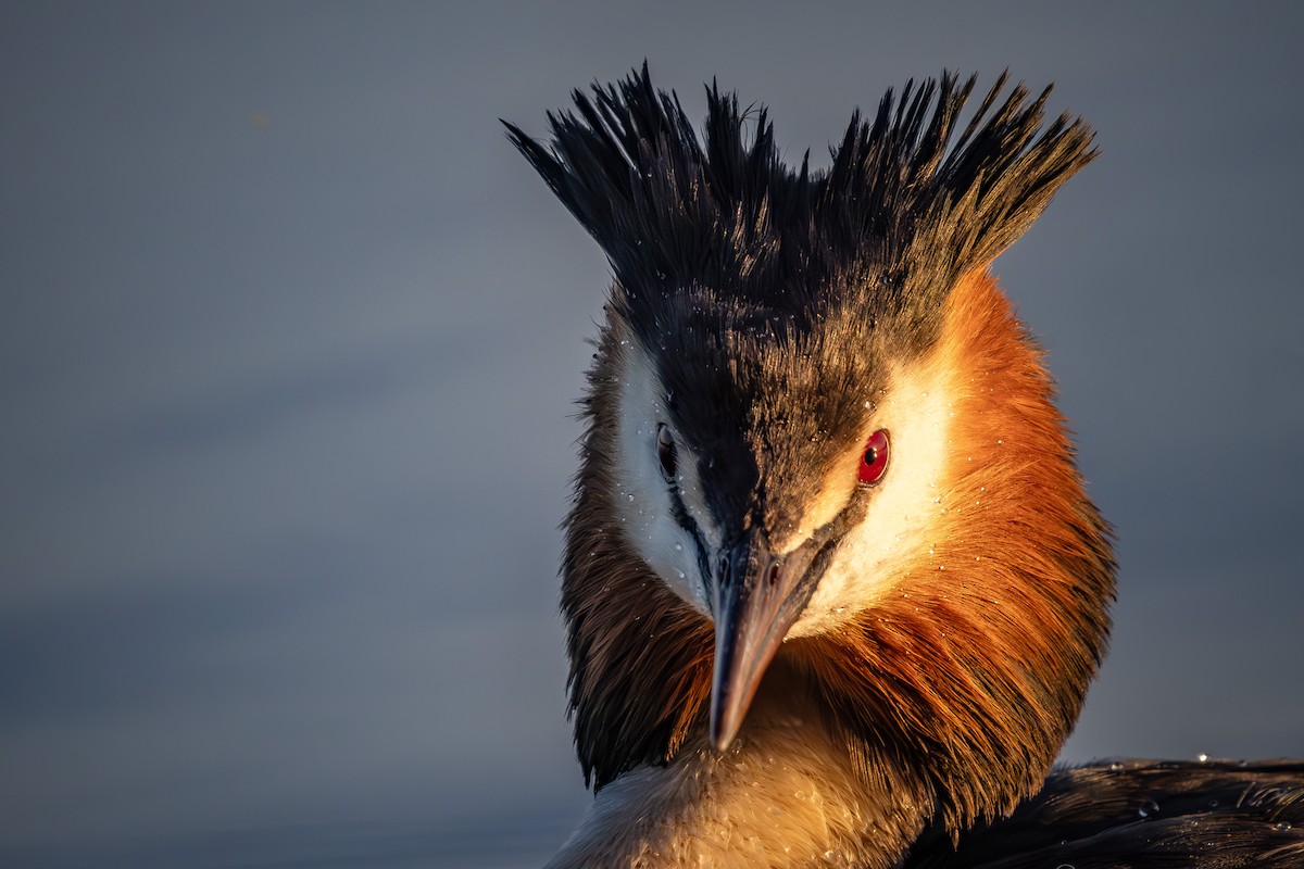 Great Crested Grebe - ML620479520