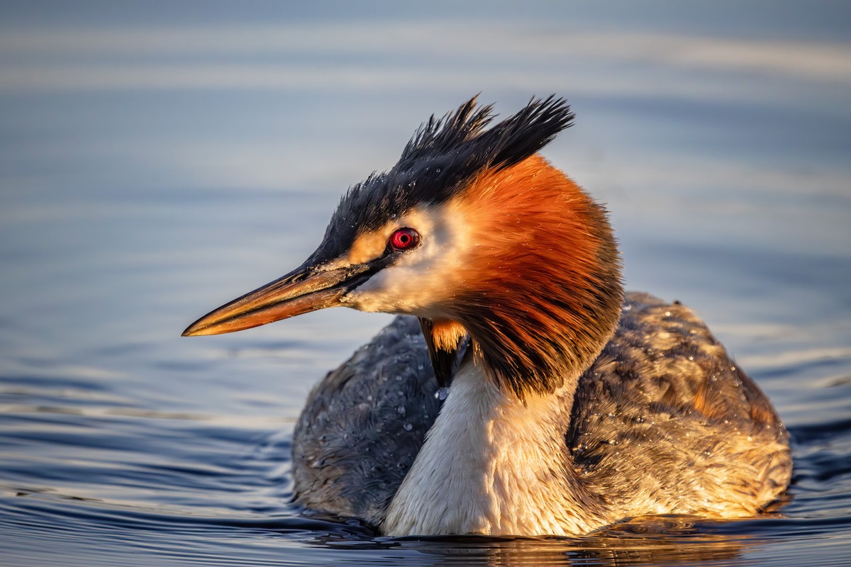 Great Crested Grebe - ML620479521
