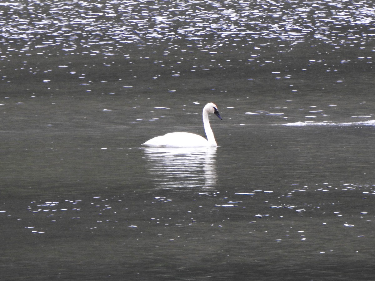 Trumpeter Swan - ML620479523