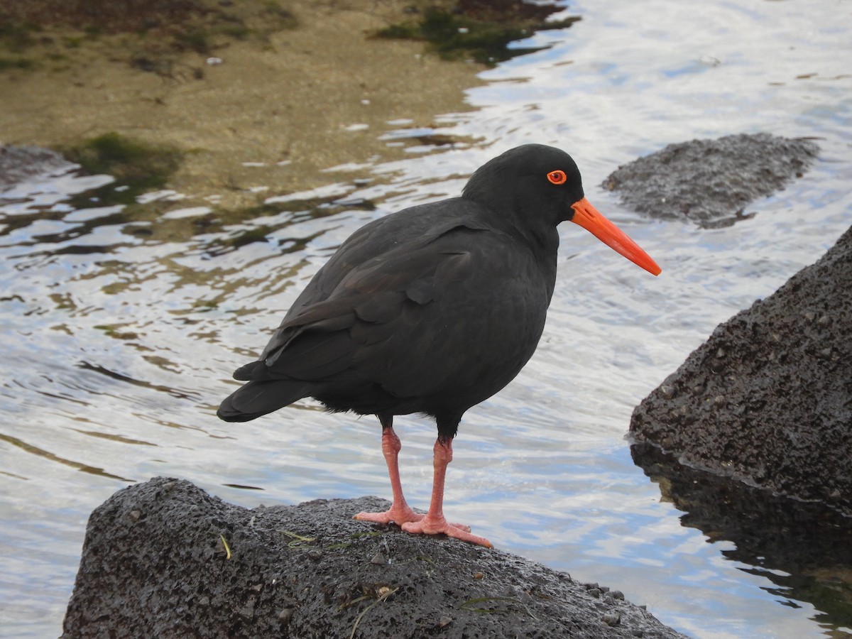 Sooty Oystercatcher - ML620479524