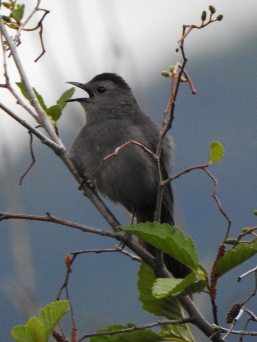 Gray Catbird - ML620479526