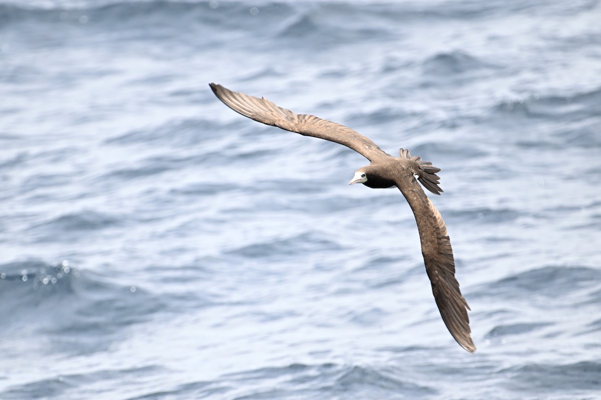 Brown Booby - ML620479529