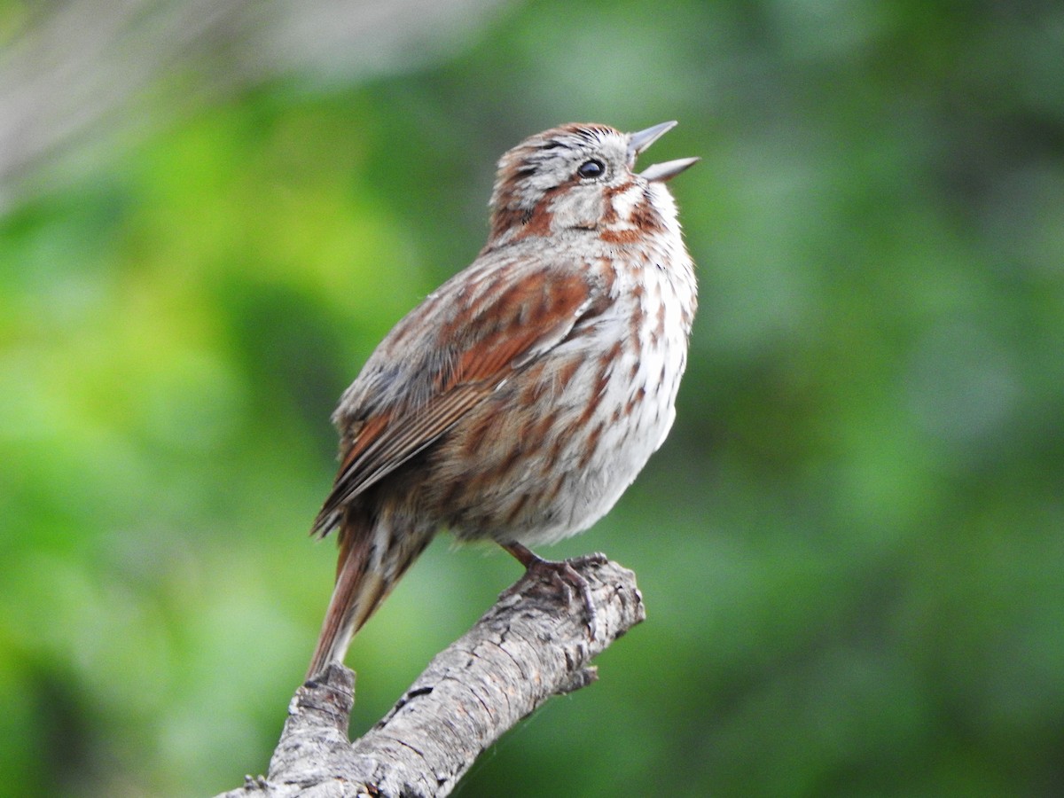 Song Sparrow - ML620479532