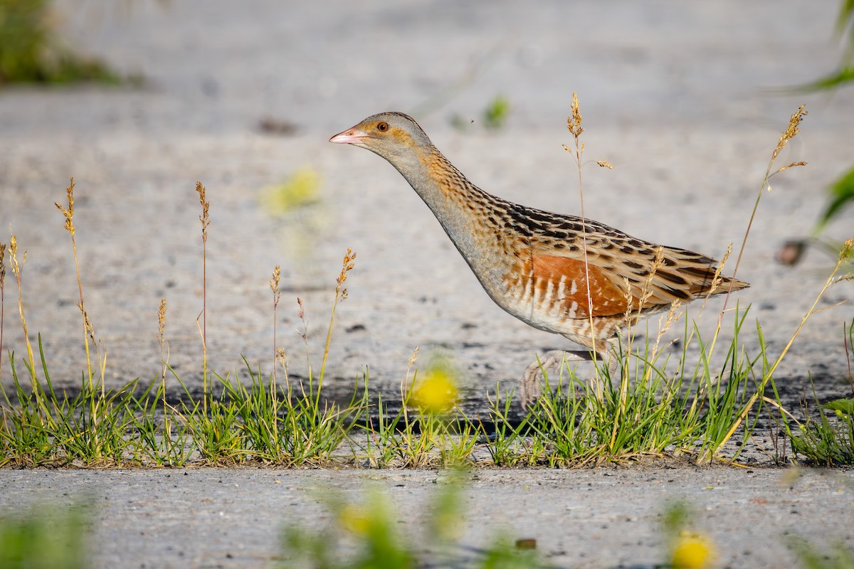 Corn Crake - ML620479534