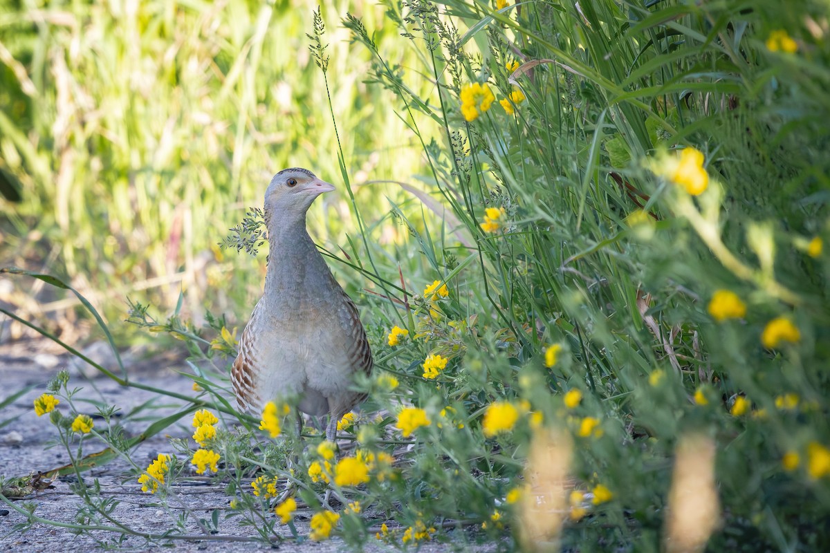 Corn Crake - ML620479535