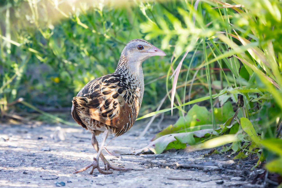 Corn Crake - ML620479536