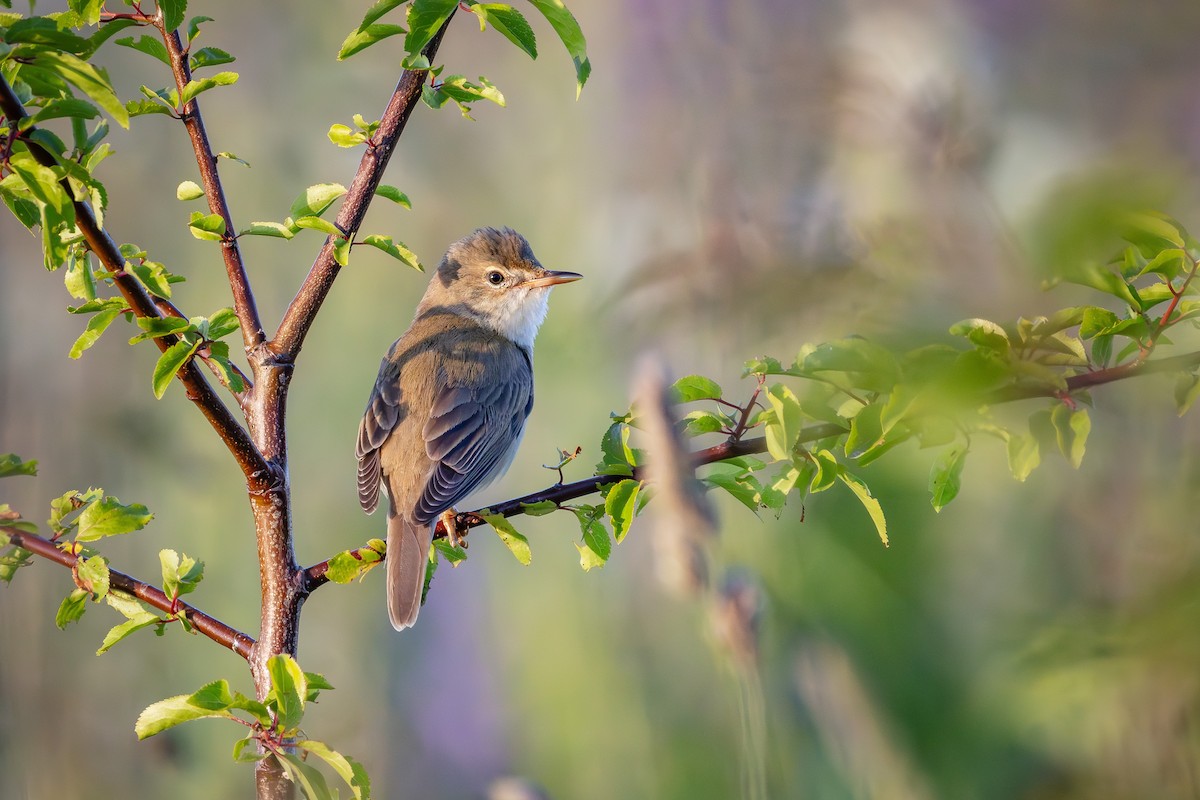 Marsh Warbler - ML620479542