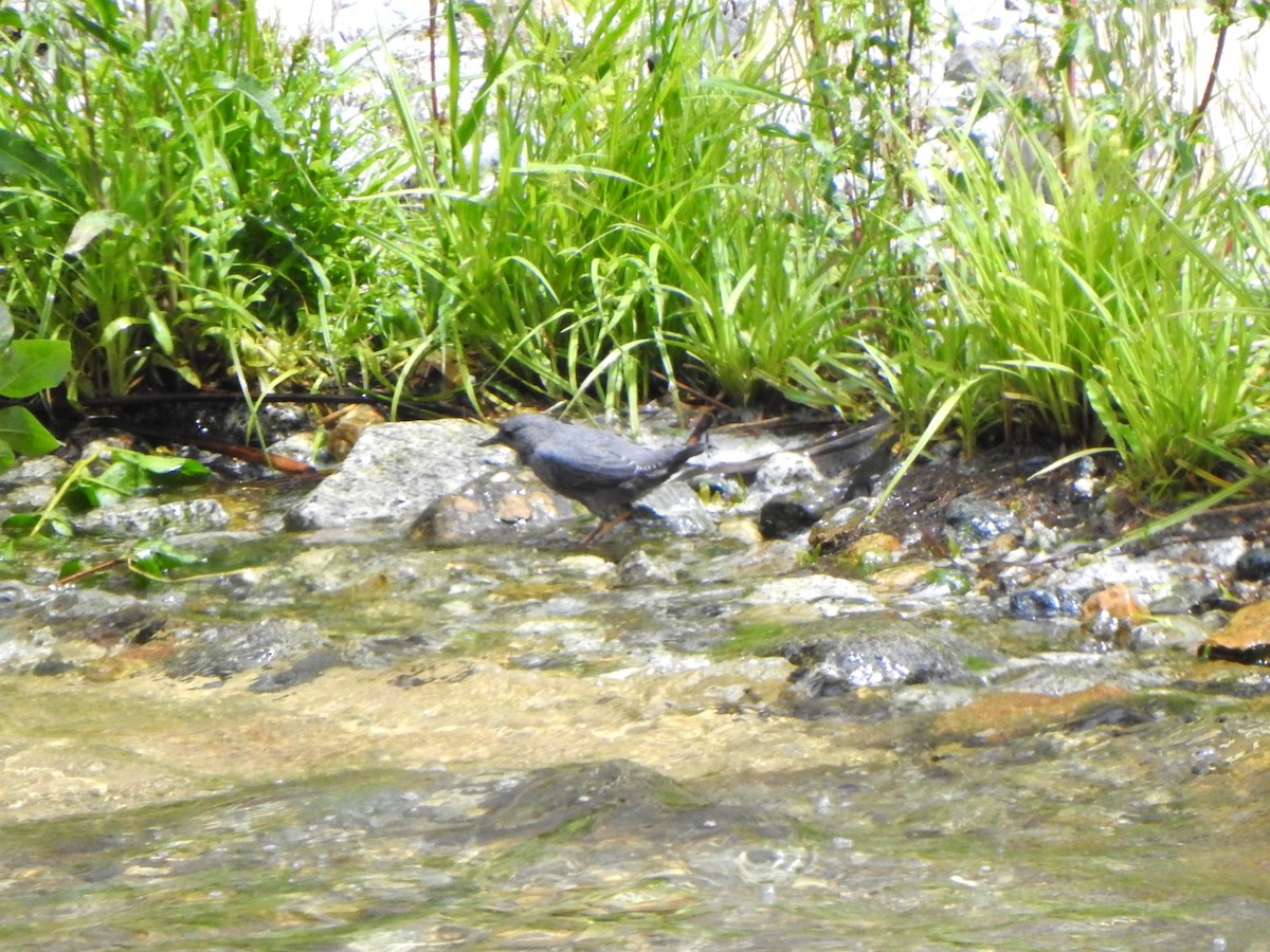 American Dipper - ML620479544