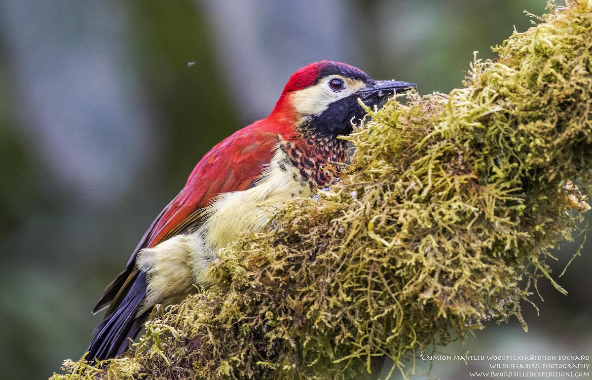 Crimson-mantled Woodpecker - ML620479546