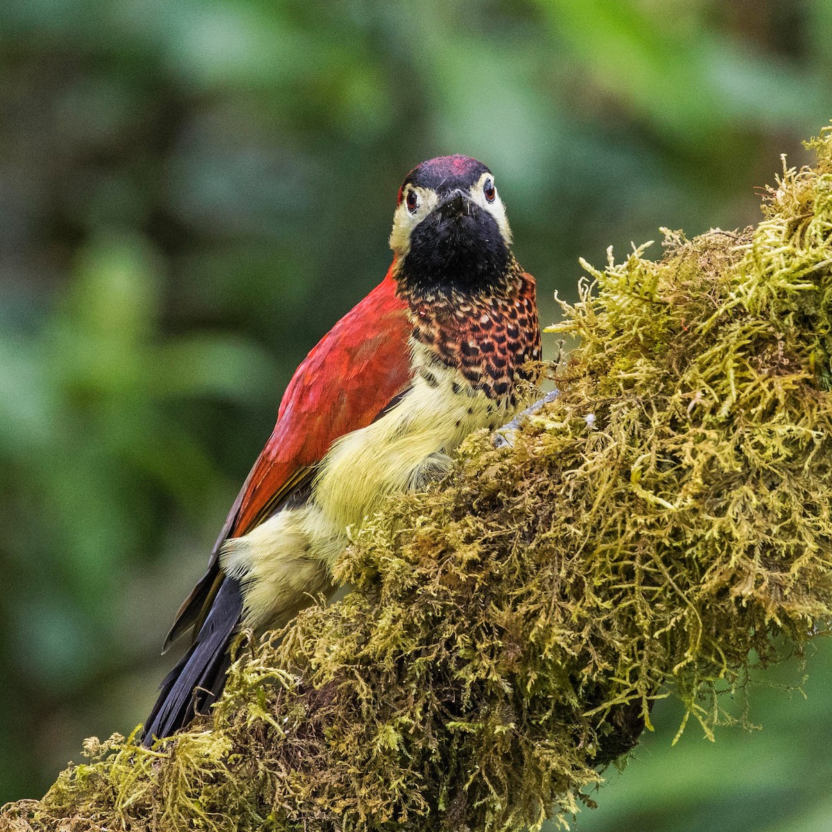 Crimson-mantled Woodpecker - ML620479547