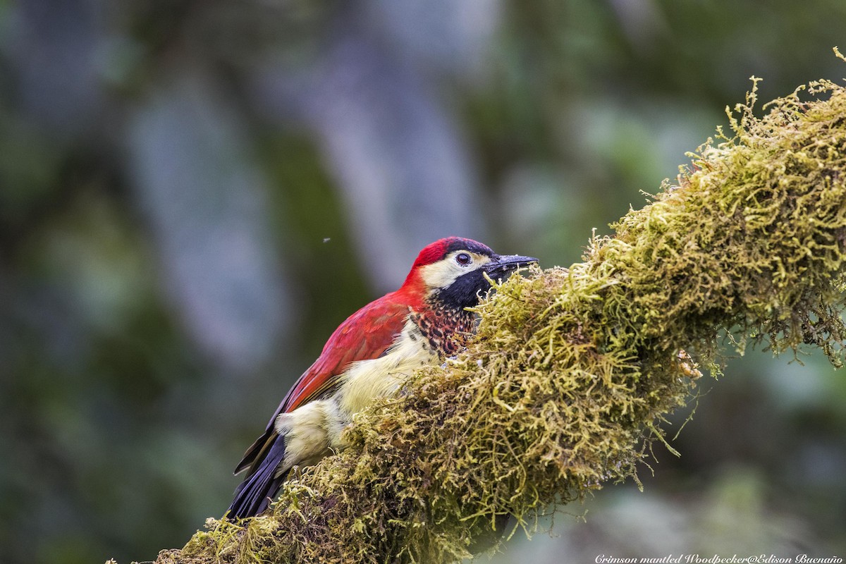 Crimson-mantled Woodpecker - ML620479548
