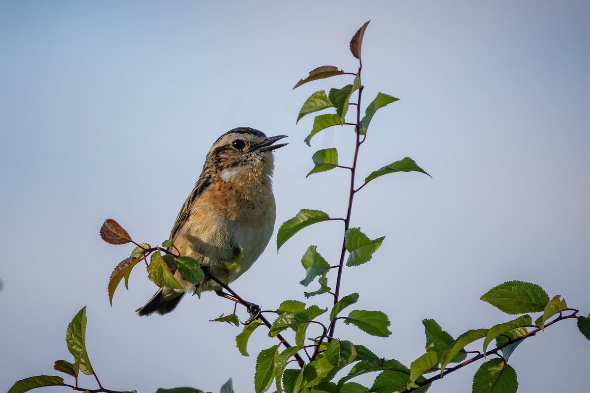 Whinchat - ML620479552