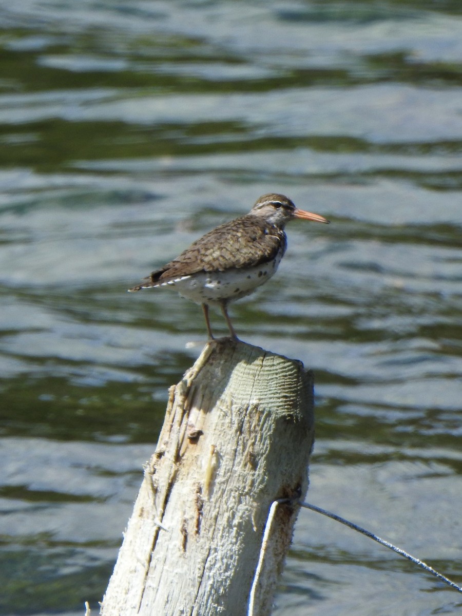 Spotted Sandpiper - ML620479556