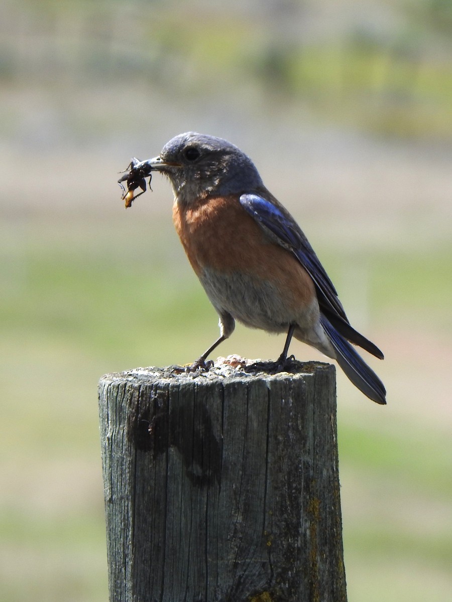 Western Bluebird - Oliver Simms