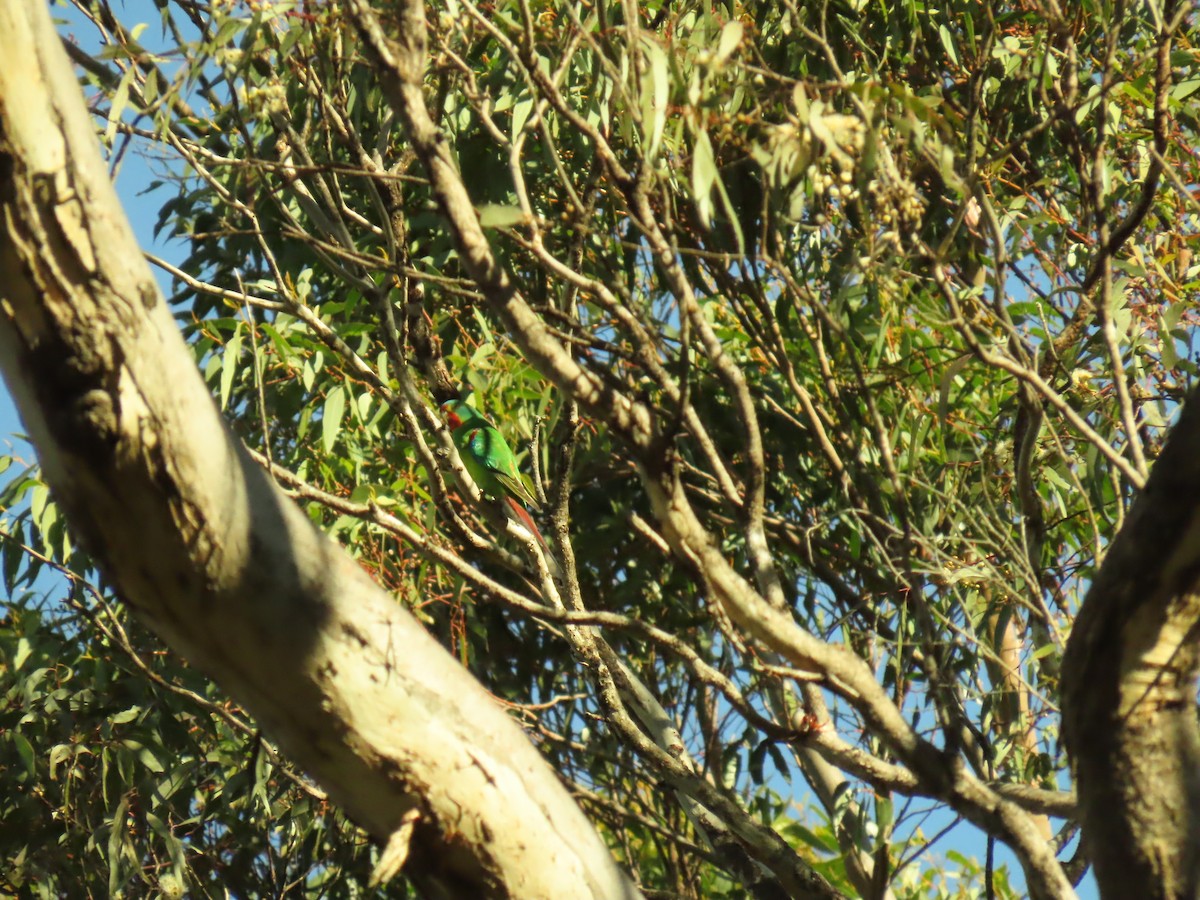 Swift Parrot - ML620479563