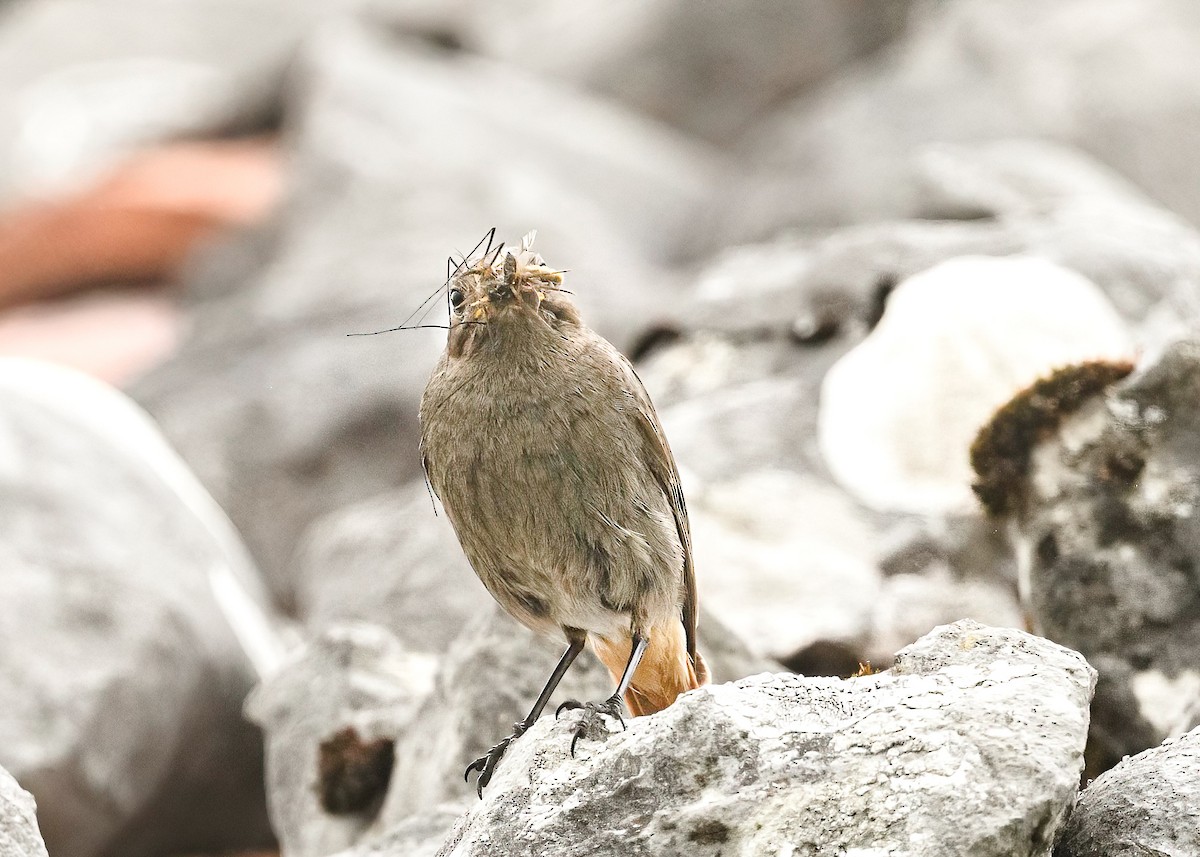 Black Redstart - Mac Aragon