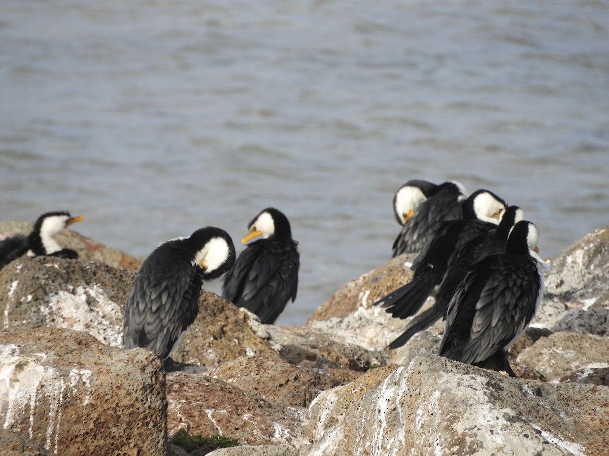 Little Pied Cormorant - ML620479580