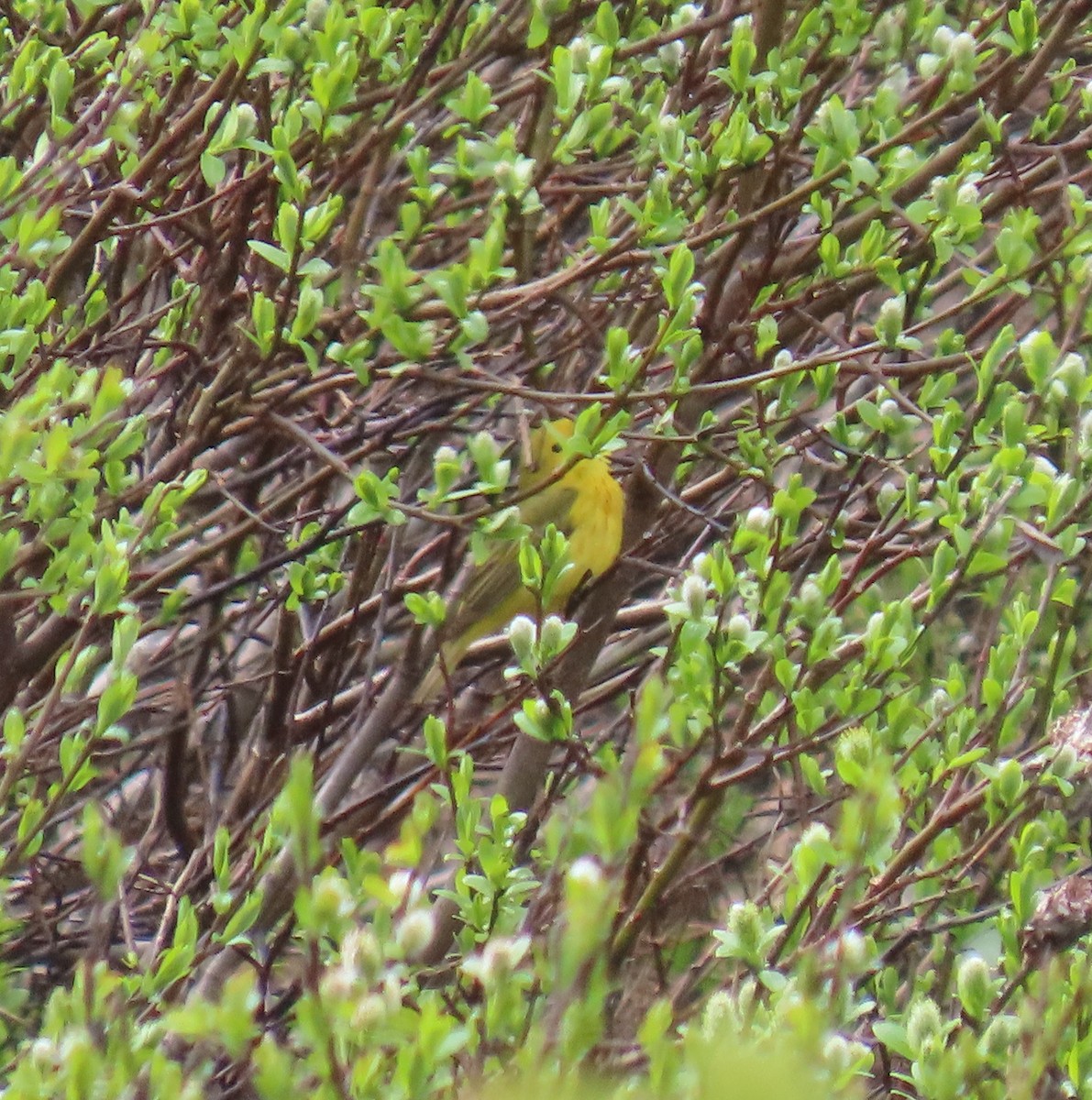 Yellow Warbler - ML620479581