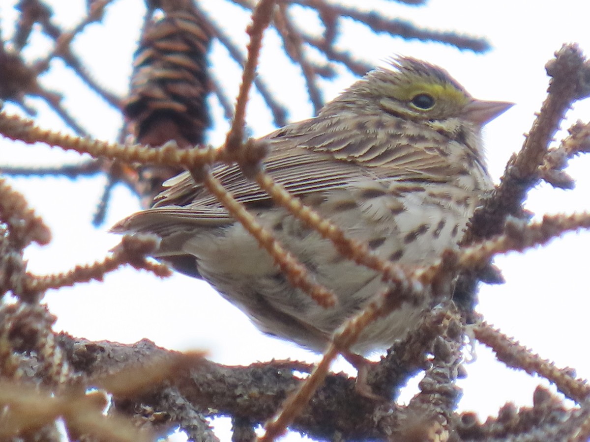 Savannah Sparrow - ML620479596