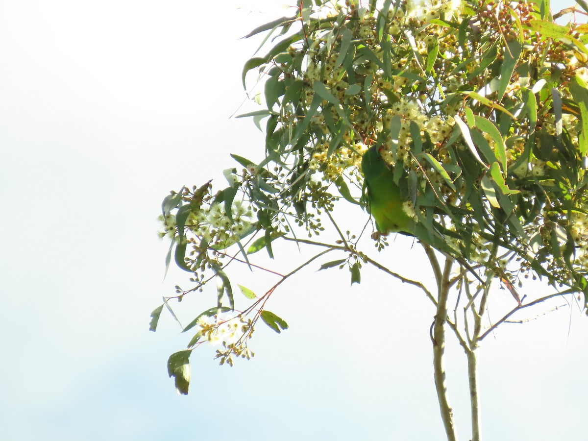 Swift Parrot - ML620479597