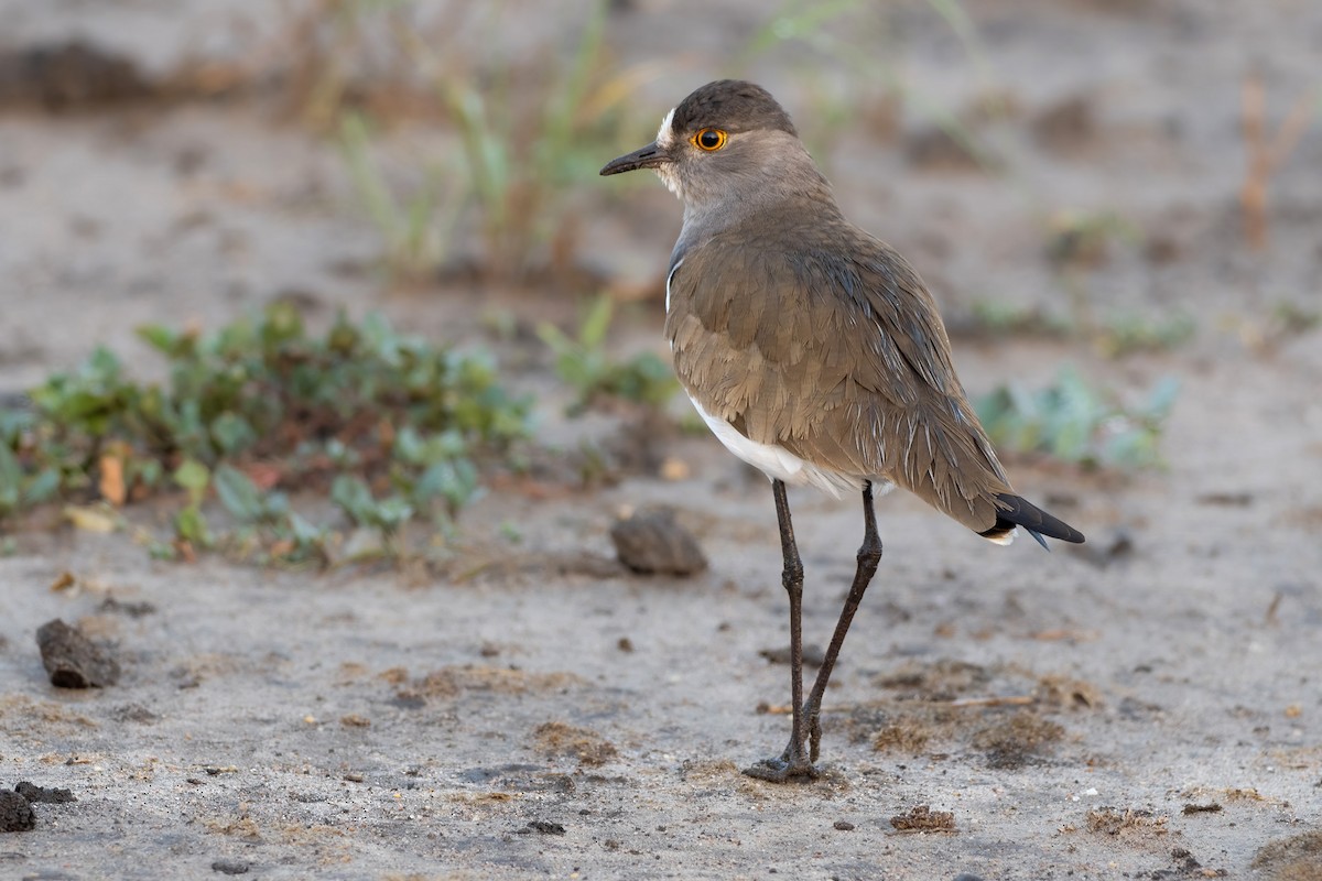 Senegal Lapwing - ML620479598