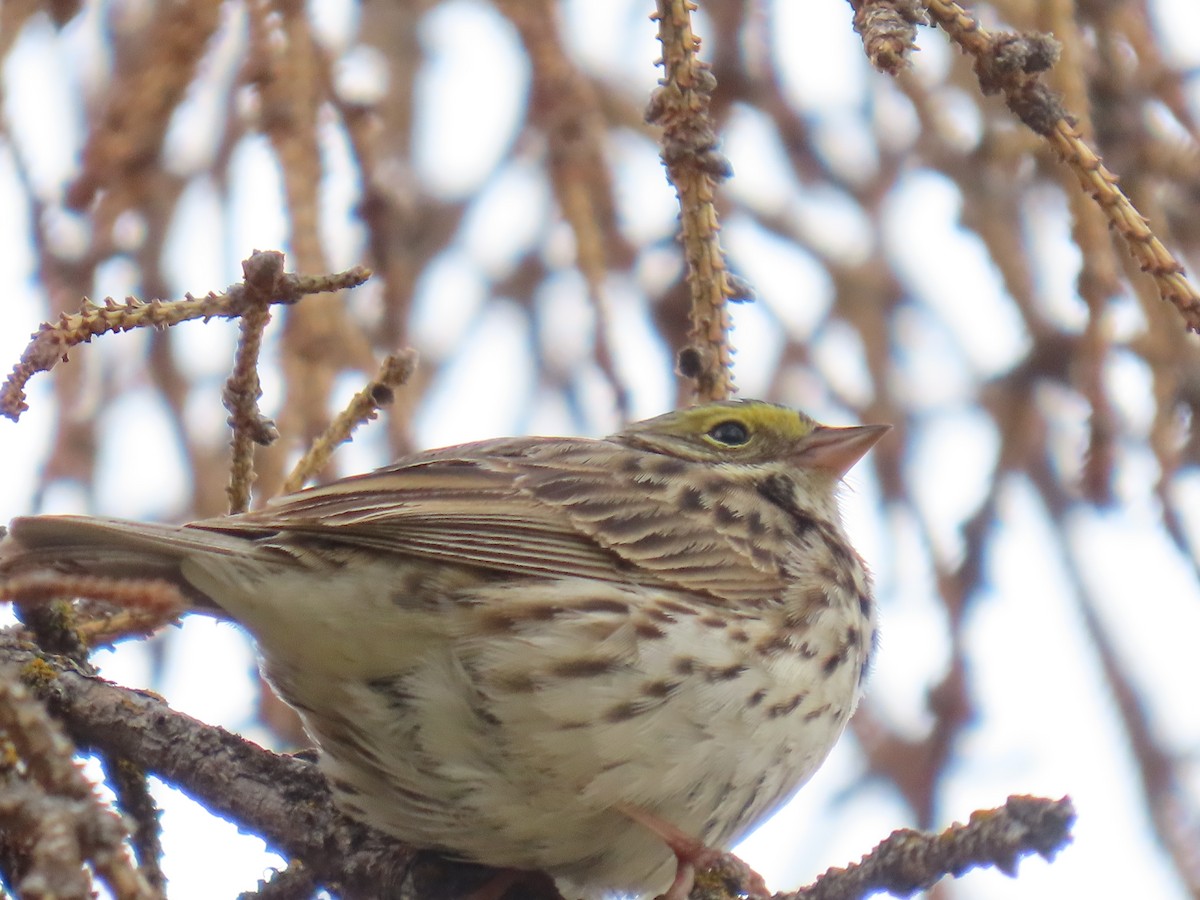 Savannah Sparrow - ML620479600