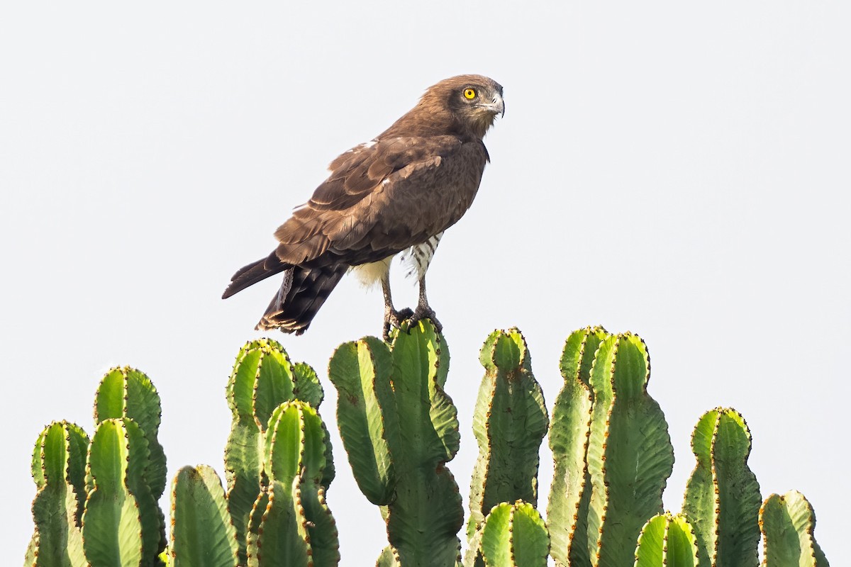 Beaudouin's Snake-Eagle - ML620479610