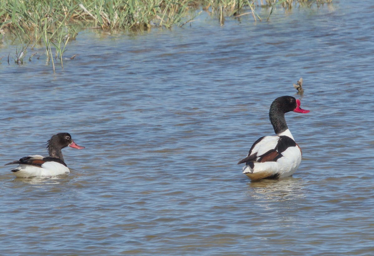 Common Shelduck - ML620479611