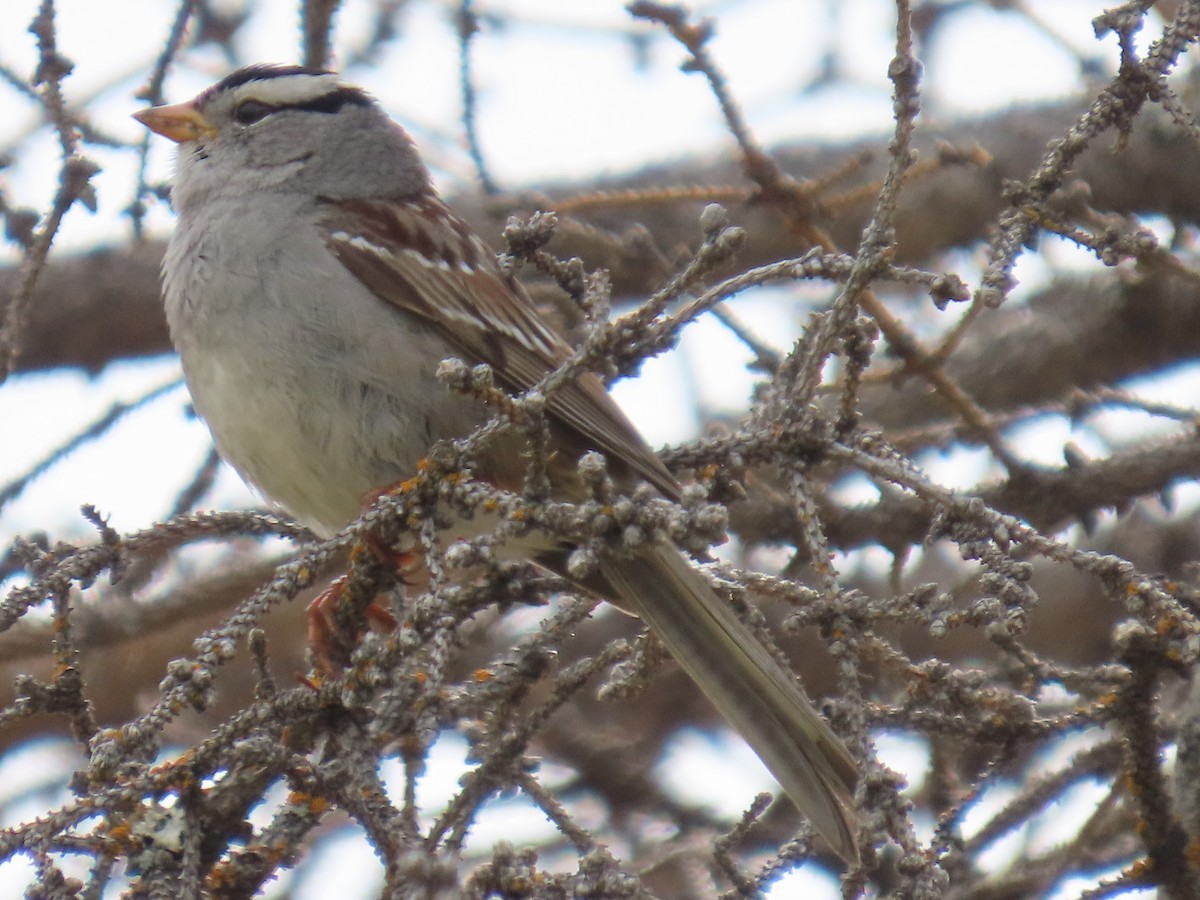 White-crowned Sparrow - ML620479616