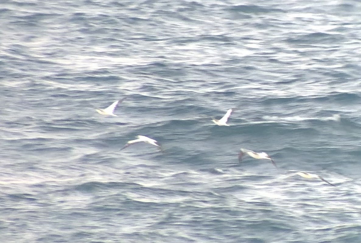 Red-footed Booby - ML620479621