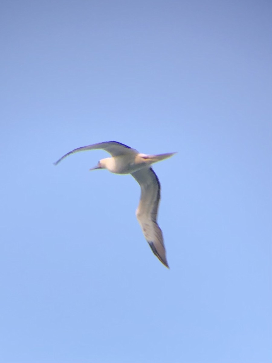 Red-footed Booby - ML620479624