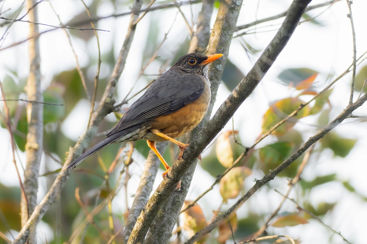 Abyssinian Thrush - ML620479627