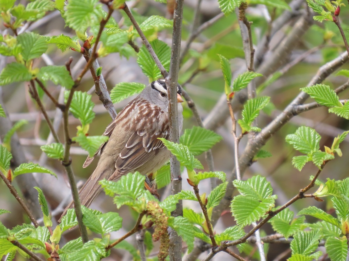 White-crowned Sparrow - ML620479628