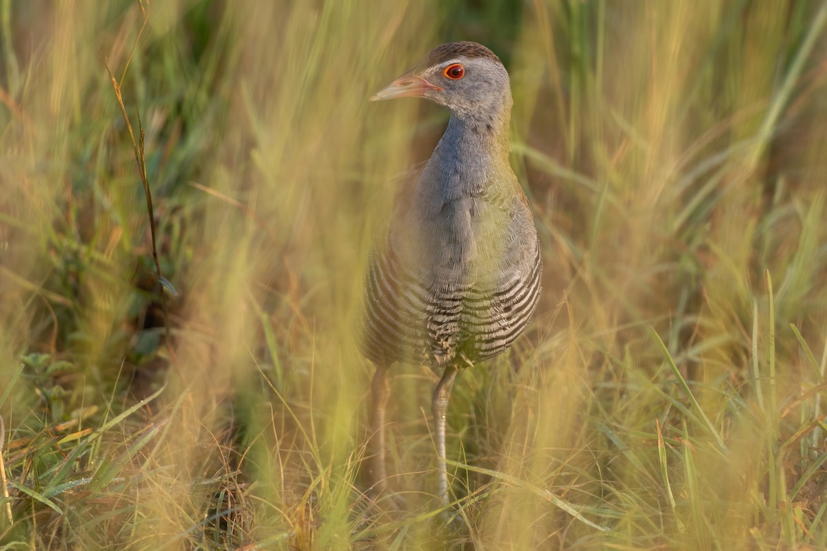 African Crake - ML620479629