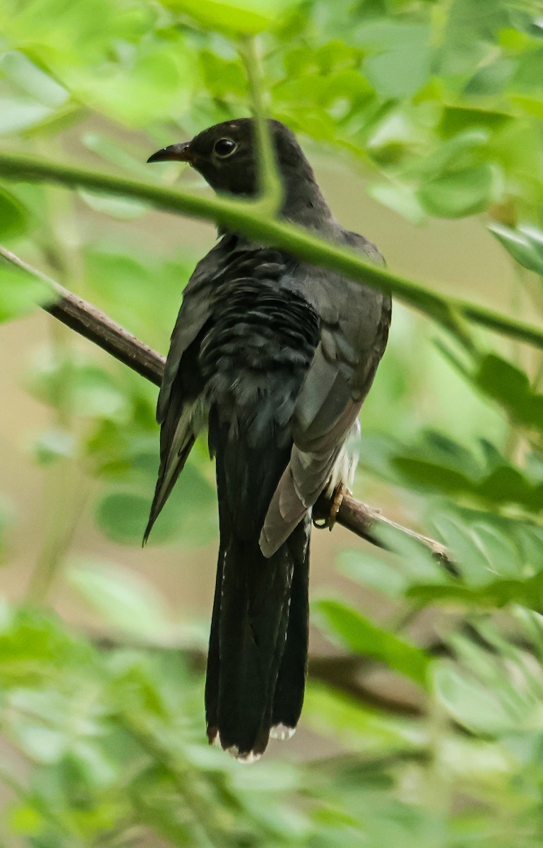 Gray-bellied Cuckoo - ML620479633