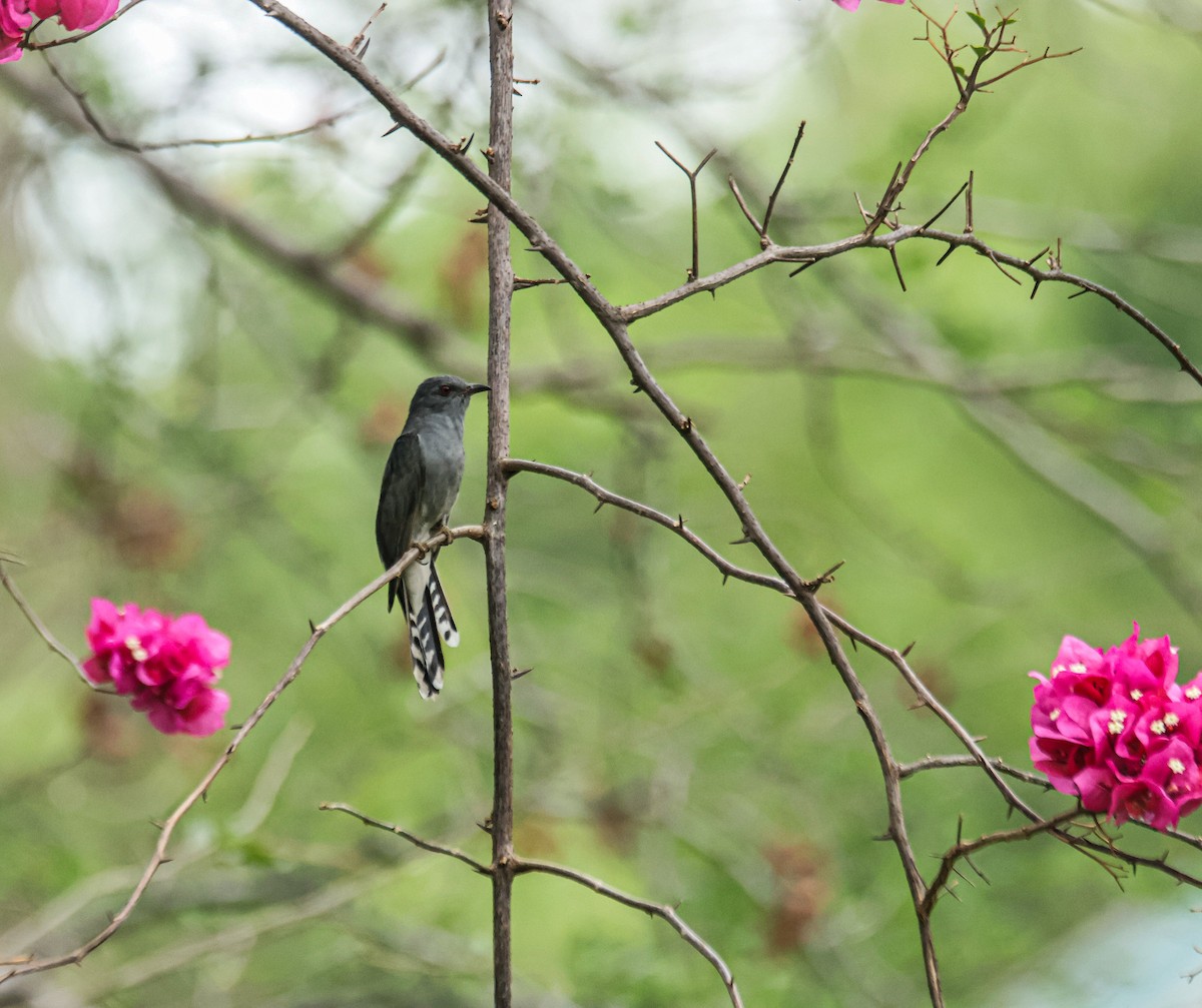 Gray-bellied Cuckoo - ML620479635