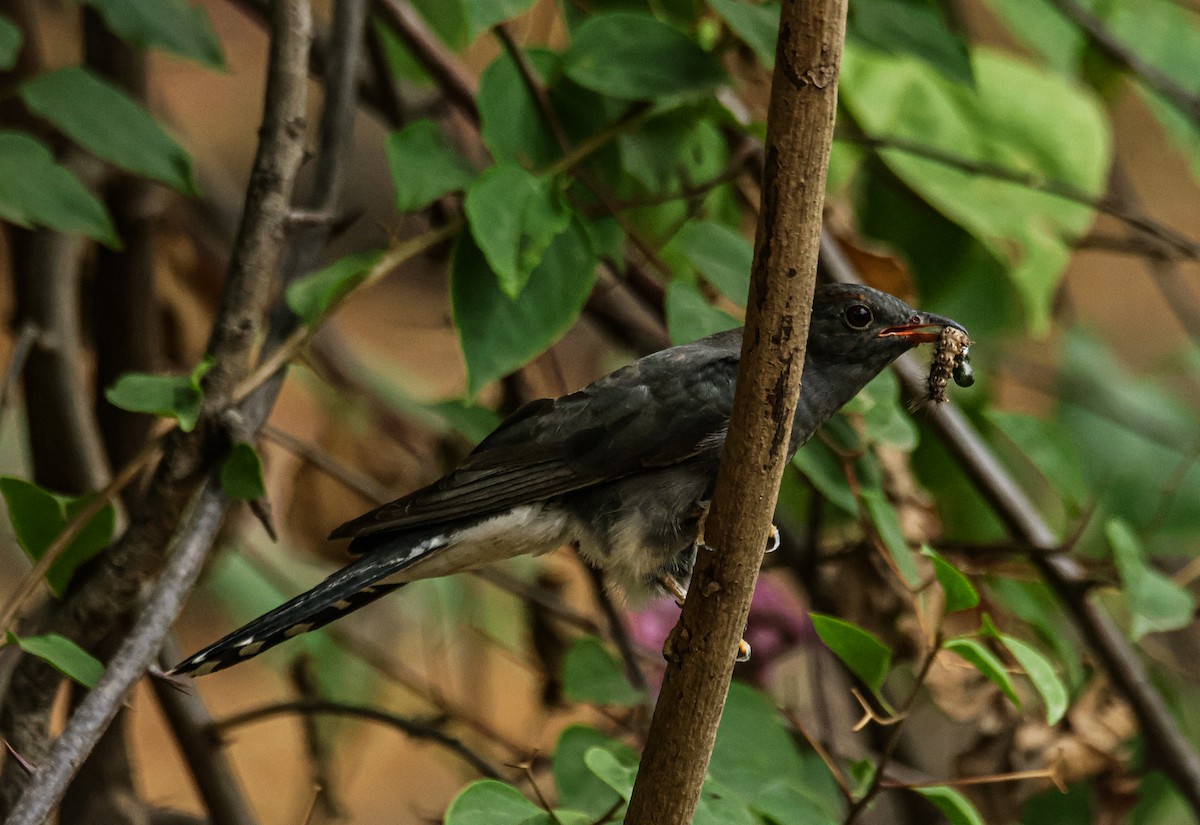 Gray-bellied Cuckoo - ML620479636