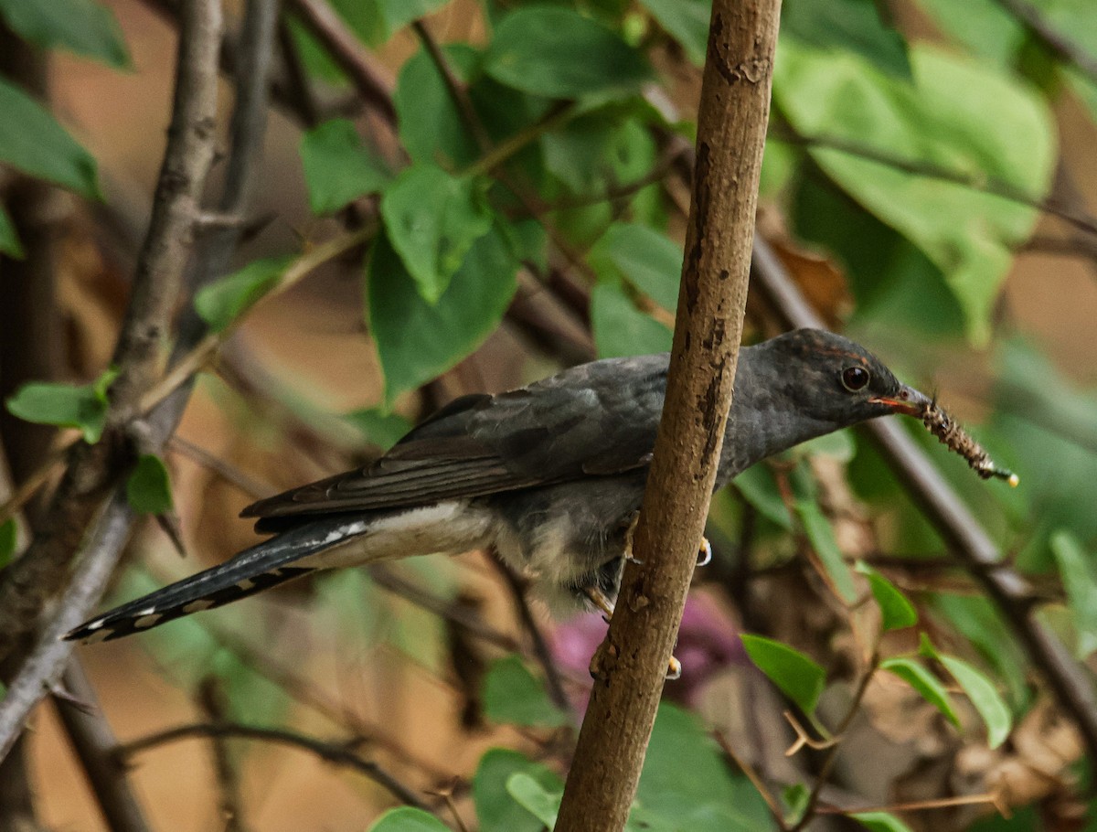 Gray-bellied Cuckoo - ML620479637