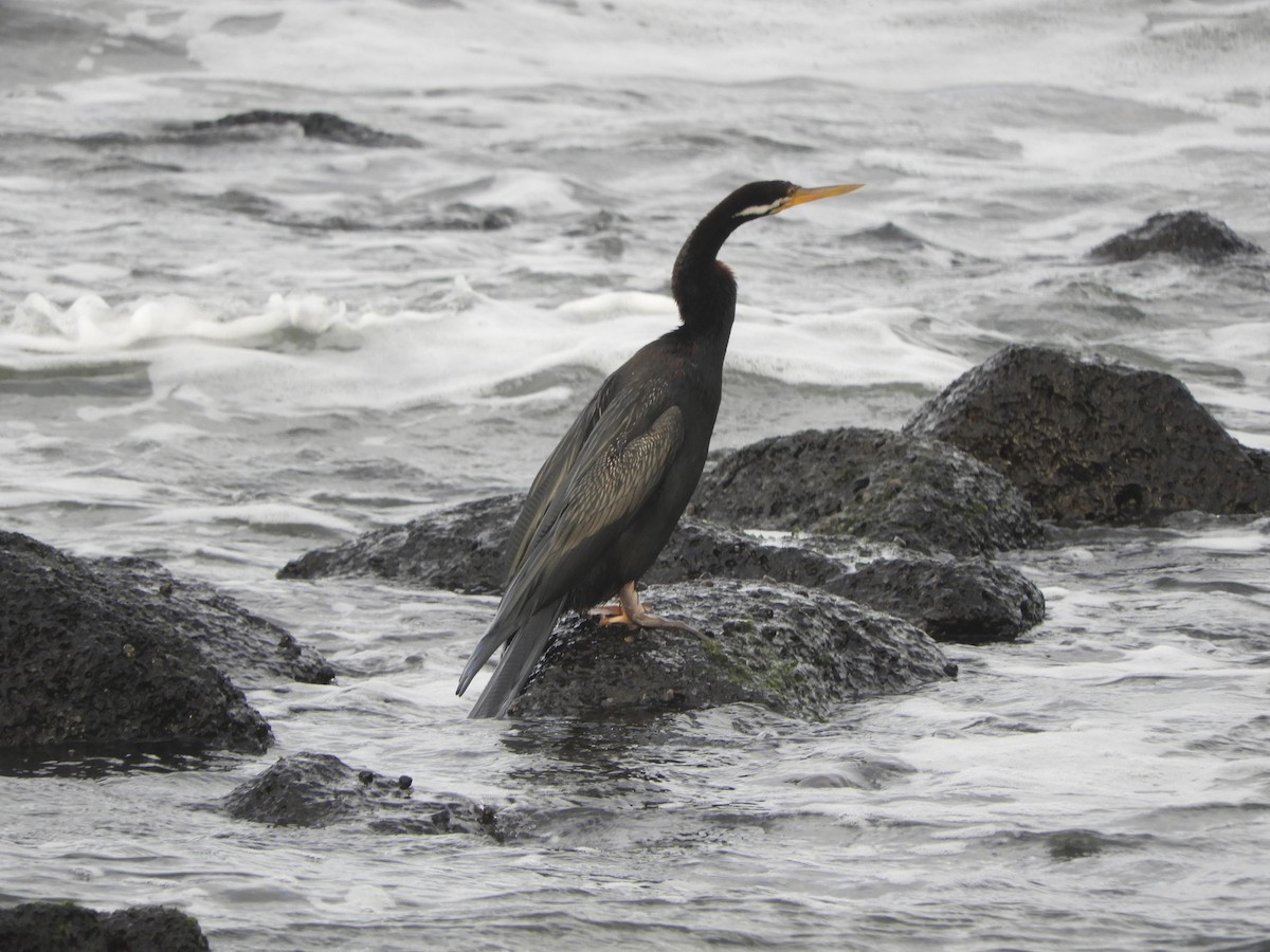 Austral-Schlangenhalsvogel - ML620479638