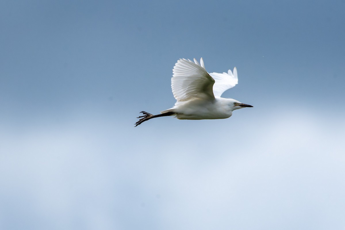 Western Cattle Egret - sebastien wilmet